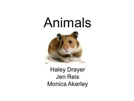 Animals Haley Drayer Jen Reis Monica Akerley. What would you do if…… The students are fooling around in class Have a problem with dissections Have an.