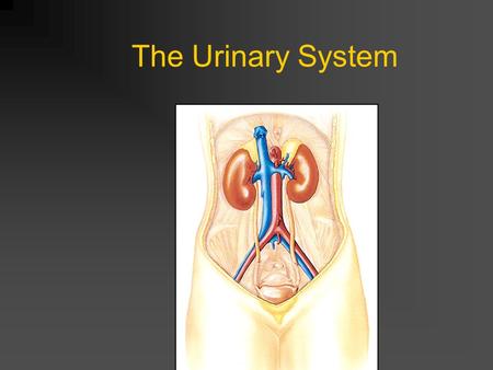 The Urinary System.