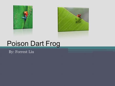 Poison Dart Frog By: Forrest Liu Table of contents Introduction What they eat Habitat Adaptations and Descriptions Fun Facts Conclusion.