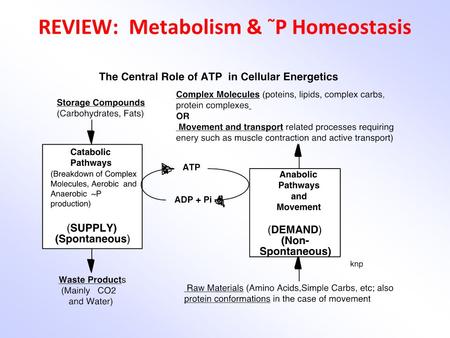 REVIEW: Metabolism & ~ P Homeostasis. The Measurement of Metabolism We obviously cannot exactly measure the sum of all chemical reactions in the body!