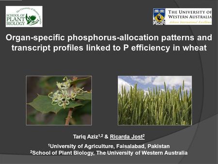 Organ-specific phosphorus-allocation patterns and transcript profiles linked to P efficiency in wheat Tariq Aziz 1,2 & Ricarda Jost 2 1 University of Agriculture,