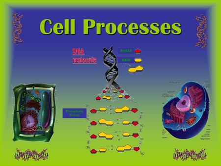 Cell Processes SUGAR BASE Phosphate Group.