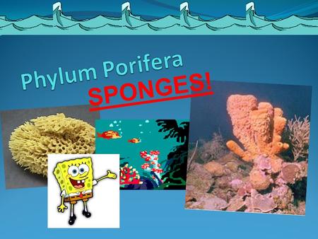 SPONGES!. The Facts … Body symmetry- Asymmetrical Reproduction- Asexually and Sexually Movement- stationary Food- snags food from water which passes through.