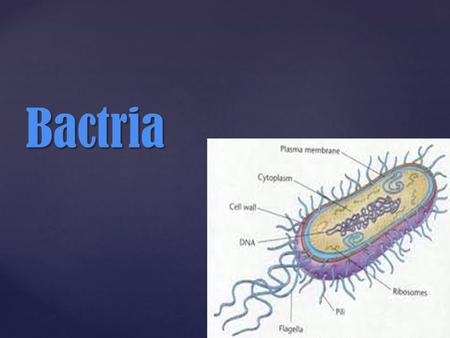 Bactria. { The life cycle of Paramecium: -Two paramecia come together side by side, and a cytoplasmic bridge forms between them. -The micronucleus of.