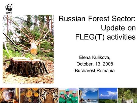 Russian Forest Sector: Update on FLEG(T) activities Elena Kulikova, October, 13, 2008 Bucharest,Romania.