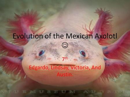 Evolution of the Mexican Axolotl 