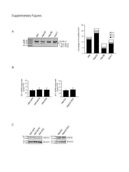 - KLF6 869 bp IHH HepG2 Hep3B HuH-7 900 bp- 800 bp- 700 bp- 600 bp- SV1 715 bp SV2 743 bp SV3 745 bp IHH HepG2 Hep3B HuH-7 0 5 10 15 20 25 Percentage of.