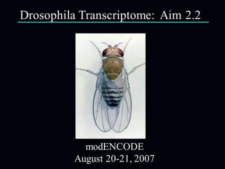 ModENCODE August 20-21, 2007 Drosophila Transcriptome: Aim 2.2.