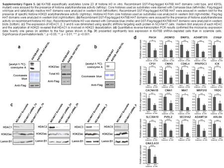 Supplementary Figure 5. (a) KAT6B especifically acetylates lysine 23 of histone H3 in vitro. Recombinant GST-Flag-tagged KAT6B HAT domains (wild type,