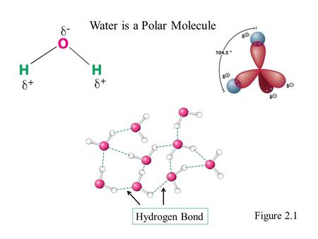 Water is a Polar Molecule