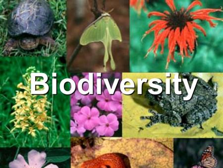 Biodiversity.