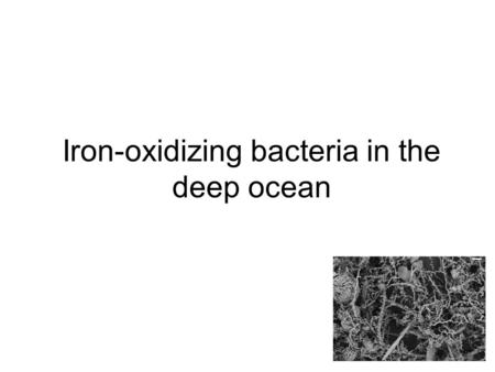 Iron-oxidizing bacteria in the deep ocean. We live in a human-centric world.