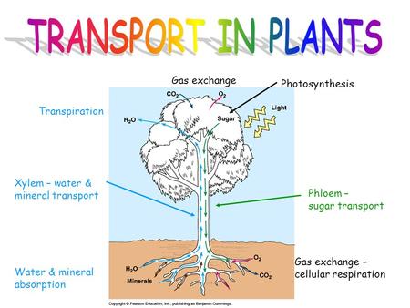 TRANSPORT IN PLANTS Gas exchange Photosynthesis Transpiration