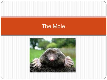 The Mole.