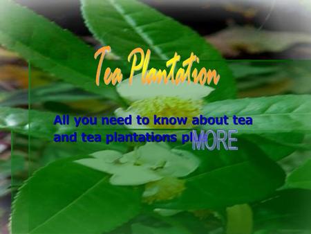 All you need to know about tea and tea plantations plus.