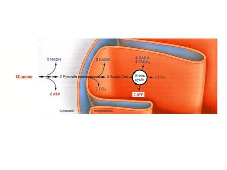 Pentose Phosphate Pathway Where the ribose comes from?