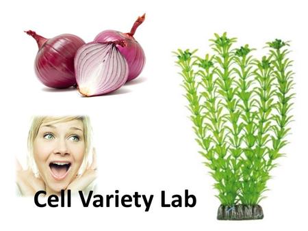 Cell Variety Lab. Whiteboard With your table partner write down the attributes of a scientific investigation. – (AKA what are the parts of a lab…)