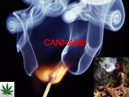 Genus of flowering plants (Cannabaceae) that include 3 species Cannabis sativa, C. indica and C. ruderalis Indigenous to Central Asia and South Asia Cannabis.