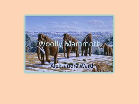 Woolly Mammoth Aleksandra Ward. Habitat The Woolly Mammoth lived in North America and Eurasia.