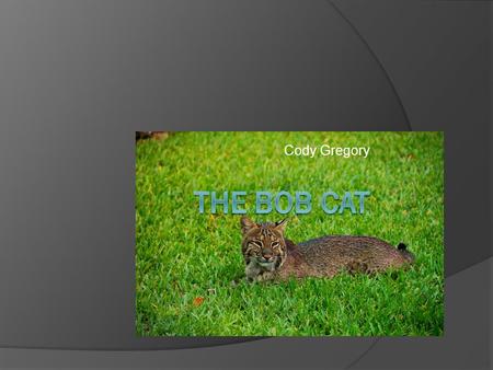 Cody Gregory. Taxonomy of the Bobcat  Kingdom: Animalia  Phylum: Chordata  Class: Mammilia  Order: Carnivora  Family: Felidae  Genus: Lynx  Species: