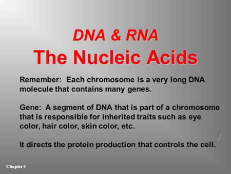 Chapter 4 DNA & RNA The Nucleic Acids Remember: Each chromosome is a very long DNA molecule that contains many genes. Gene: A segment of DNA that is part.