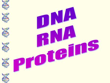 Name the organelle and give its function. Cell Parts Review Animal Plant Nucleus Ribosome Endoplasmic Reticulum: aids in processing carbohydrates, lipids.