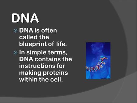 DNA DNA is often called the blueprint of life.