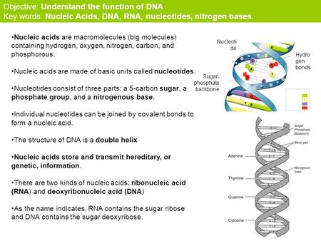 Objective: Understand the function of DNA