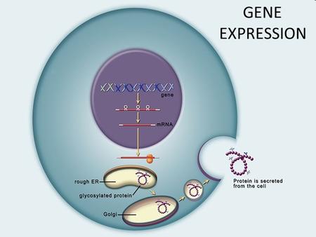 GENE EXPRESSION. Root Words to Know Trans = acrossScript = write Poly = manySynth = make.