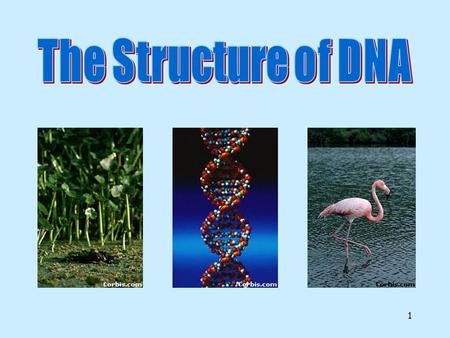 1 2 DNA by the Numbers Each cell has about 2 m of DNA. The average human has 75 trillion cells. The average human has enough DNA to go from the earth.