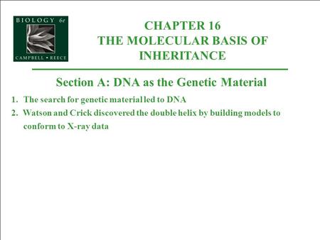 CHAPTER 16 THE MOLECULAR BASIS OF INHERITANCE