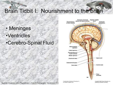 Brain Tidbit I: Nourishment to the brain