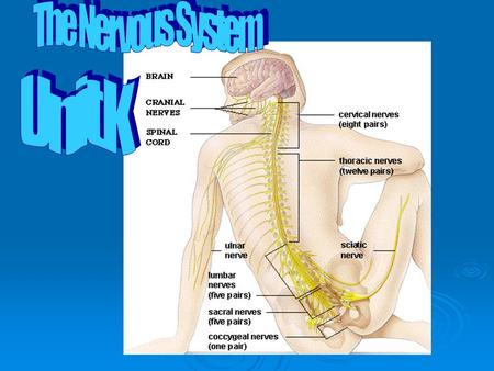 The Nervous System Unit K.