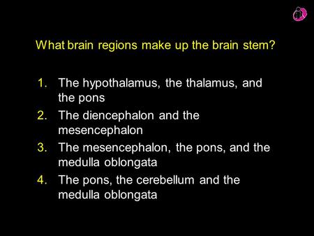 What brain regions make up the brain stem?