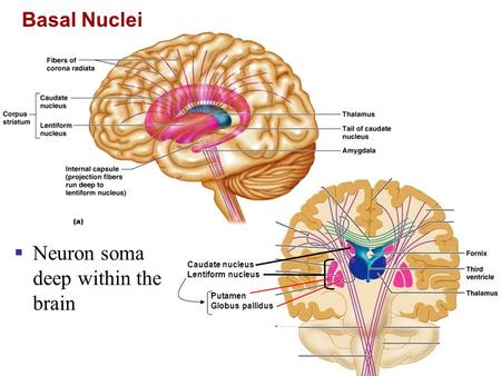 Neuron soma deep within the brain