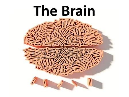 The Brain Spinal Cord – Mass of nerve tissue located in the vertebral canal – Extends from Medulla Oblongata to 2 nd lumbar vertebrae – Transmits electrical.