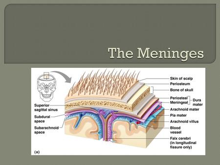  3 layers: The Dura Mater The Arachnoid The Pia Mater Specialized membranes that provide: physical stability and shock absorption to the brain structural.