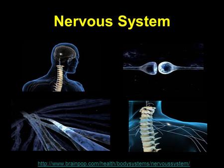 Nervous System