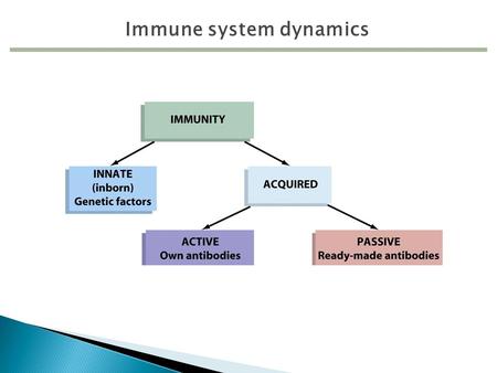 Immune system dynamics. Figure 17.1 Antibody- antigen binding Figure 17.1 Antigens (Ag) Protein or polysaccharide Can be attached or free from cell Antibodies.