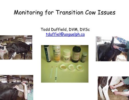 Monitoring for Transition Cow Issues Todd Duffield, DVM, DVSc