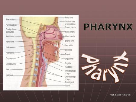 PHARYNX Pharynx Prof .Saeed Makarem.