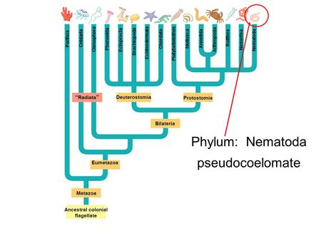 Phylum: Nematoda pseudocoelomate “Radiata” Deuterostomia Protostomia