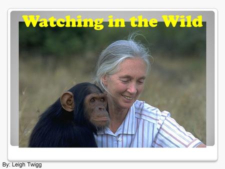 By: Leigh Twigg Watching in the Wild. The great apes are in danger of becoming extinct.