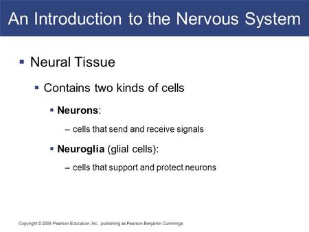 An Introduction to the Nervous System