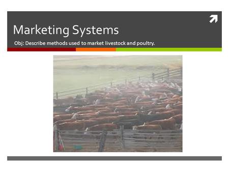  Marketing Systems Obj: Describe methods used to market livestock and poultry.