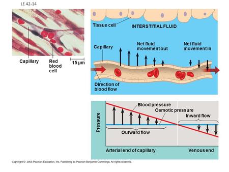 LE 42-14 Capillary Red blood cell 15 µm Tissue cell Capillary Net fluid movement out INTERSTITIAL FLUID Net fluid movement in Blood pressure Osmotic pressure.