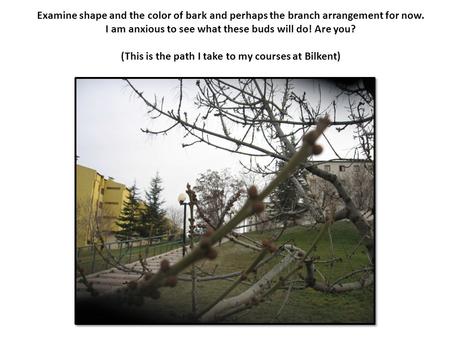 Examine shape and the color of bark and perhaps the branch arrangement for now. I am anxious to see what these buds will do! Are you? (This is the path.