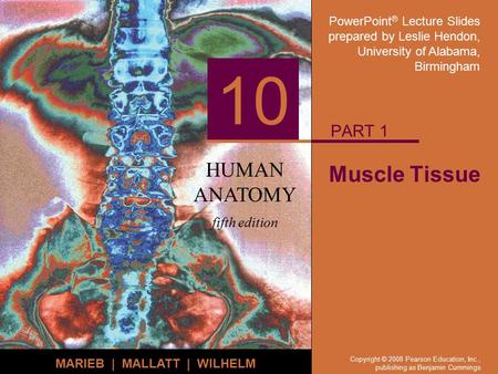 PowerPoint ® Lecture Slides prepared by Leslie Hendon, University of Alabama, Birmingham HUMAN ANATOMY fifth edition MARIEB | MALLATT | WILHELM 10 Copyright.