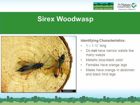 Sirex Woodwasp Identifying Characteristics: 1 – 1 ½” long Do not have narrow waists like many wasps Metallic blue-black color Females have orange legs.