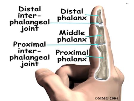 .. Fig : - Extensor carpi radialis longus (ECRL), Extensor carpi radialis brevis (ECRB), Extensor carpi ulnaris (ECU), Extensor digitorum communis (EDC),